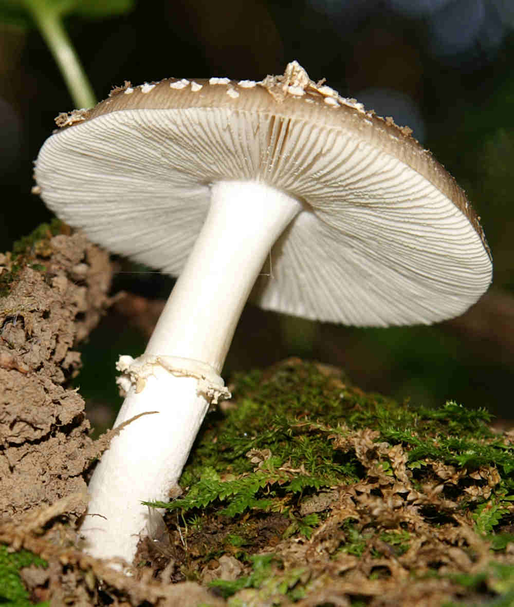 Funghi da determinare